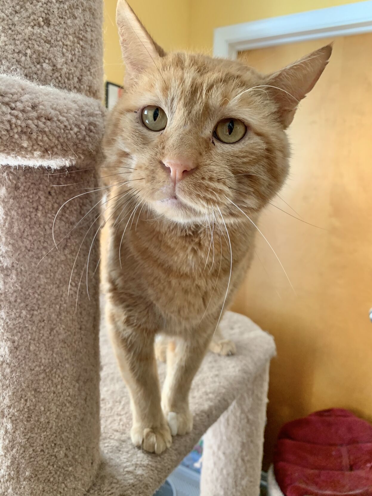 Garfield